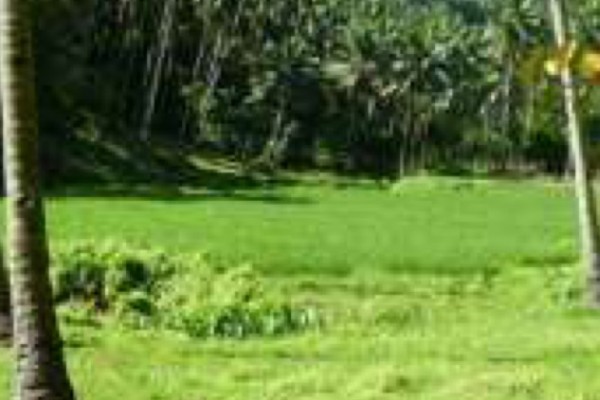 for-sale-agricultural-lot-in-ablay-baylao-camiguin-island